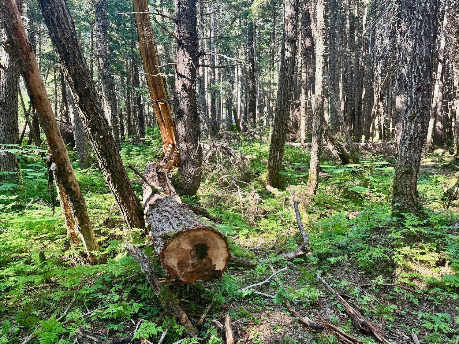 Walking throught the forest on the Chutes and Ladders hike in Girwood Alaska