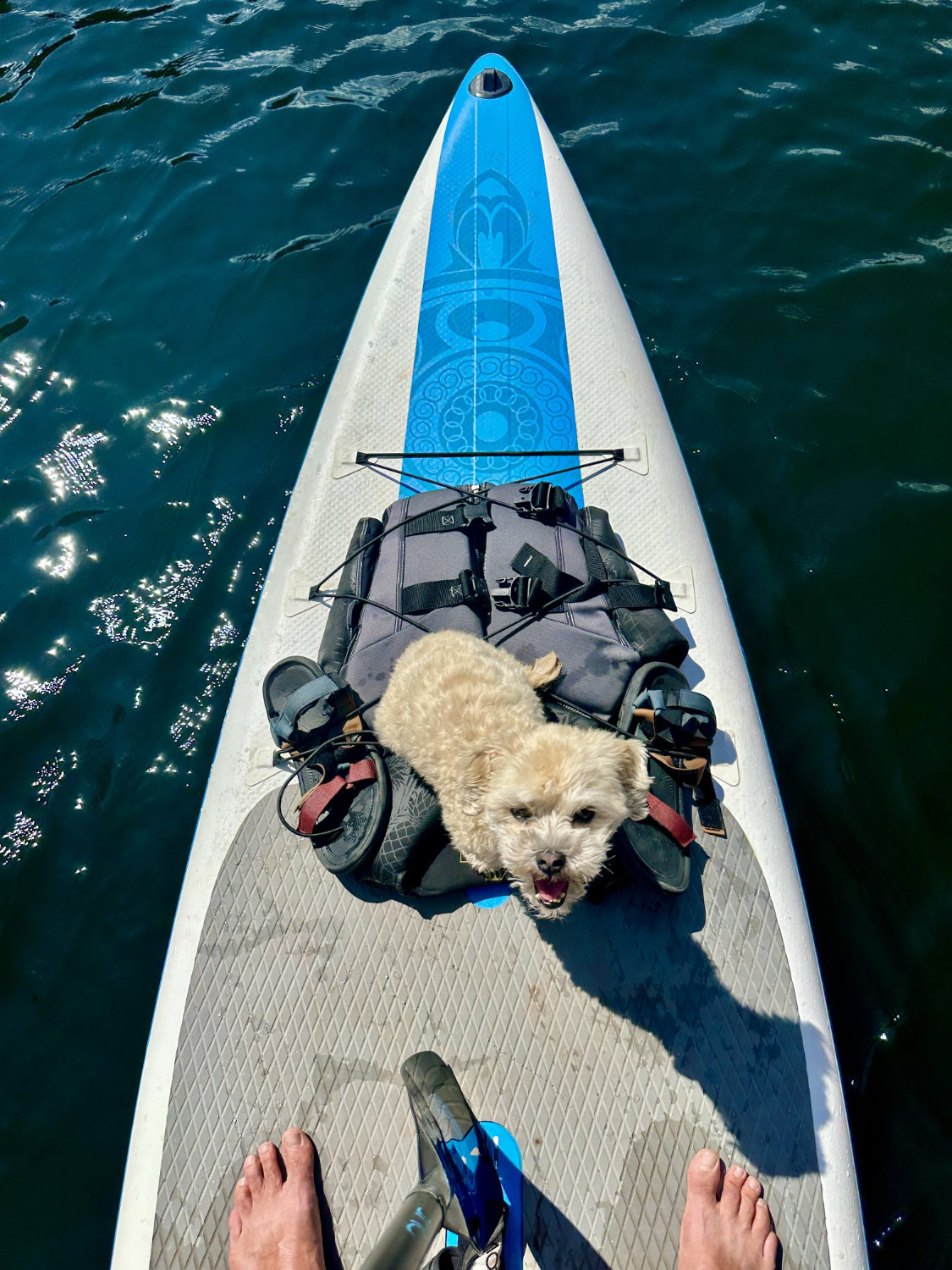 Luna enjoying being out on the paddle board at Flaming Gorge Reservoir in Utah