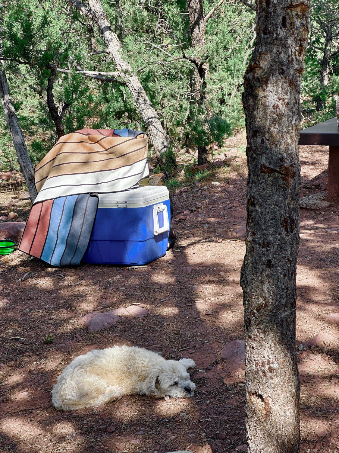 Luna resting at our campsite at Flaming Gorge Reservoir in Utah