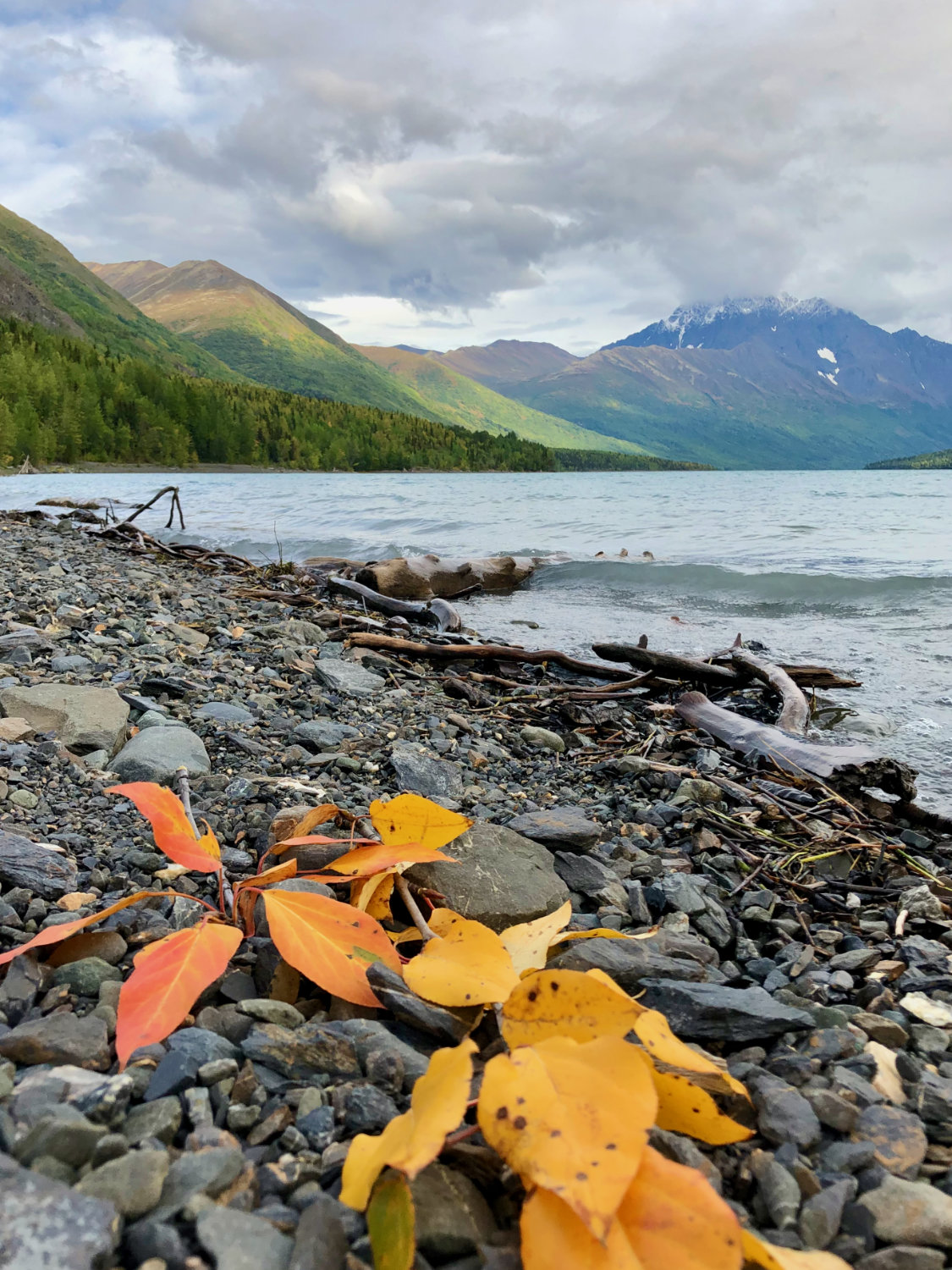 Beutiful fall leaves on the shore of Eklutna Lake, with the mountains in the backround.