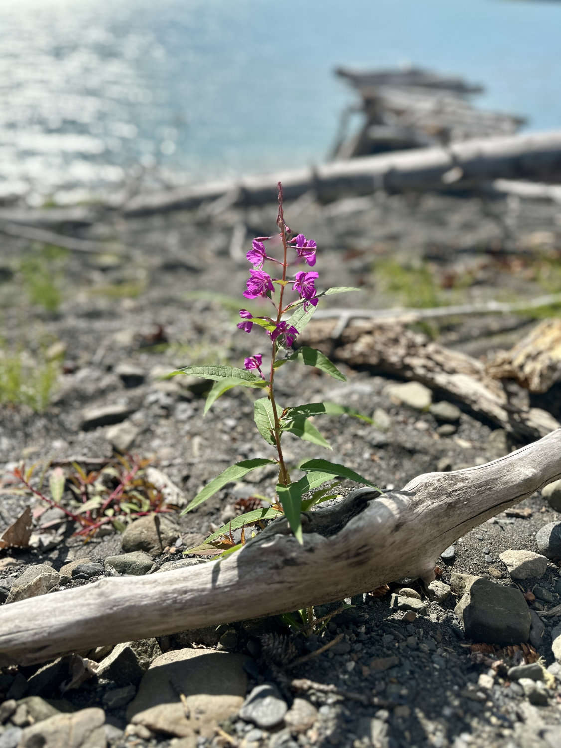 A beautiful wildflower, growing out of some drift wood at Eklutna Lake in Alaska