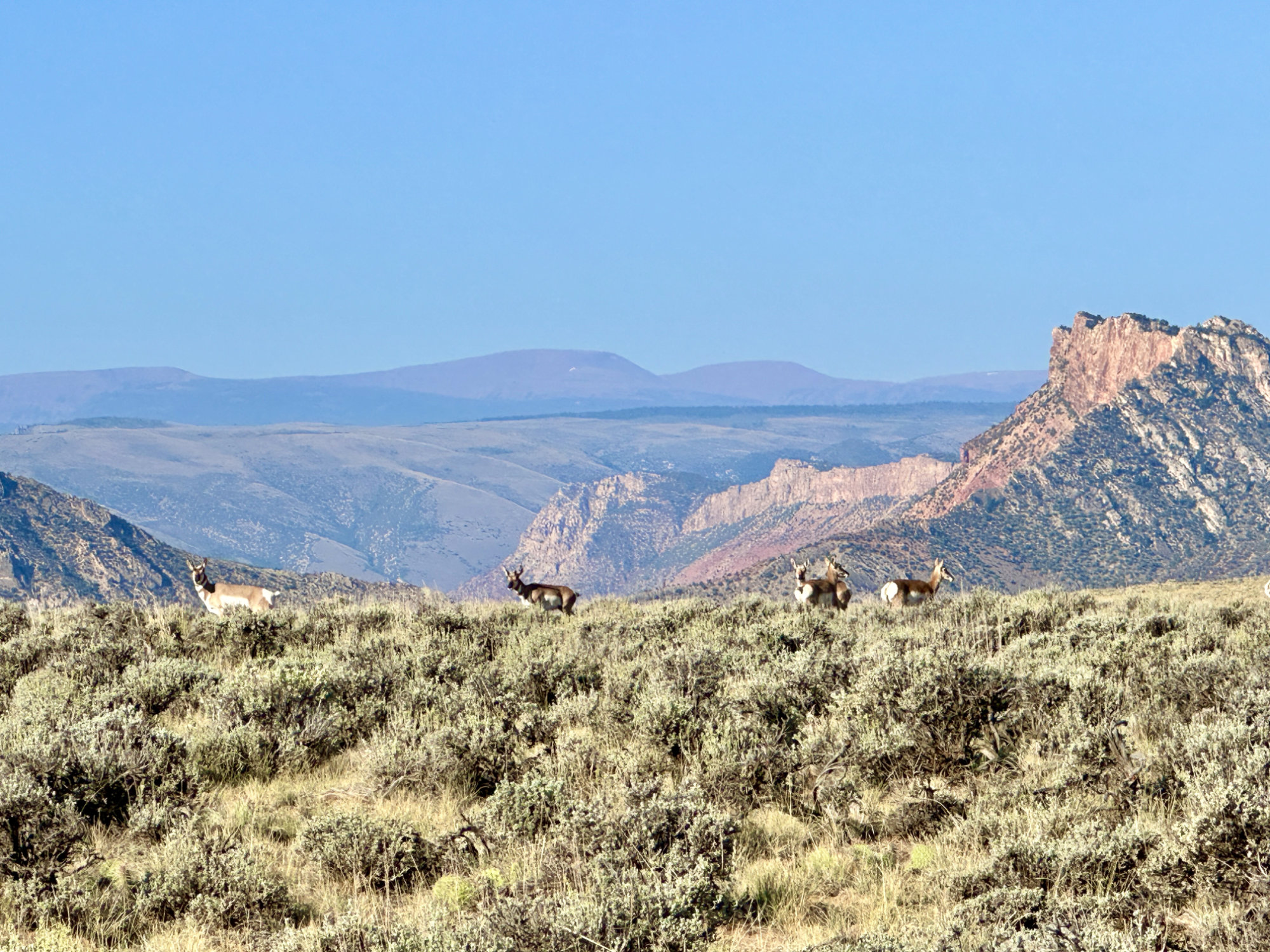 Pronghorn antelope standing in an open field with the rugged landscape of Flaming Gorge visible in the background