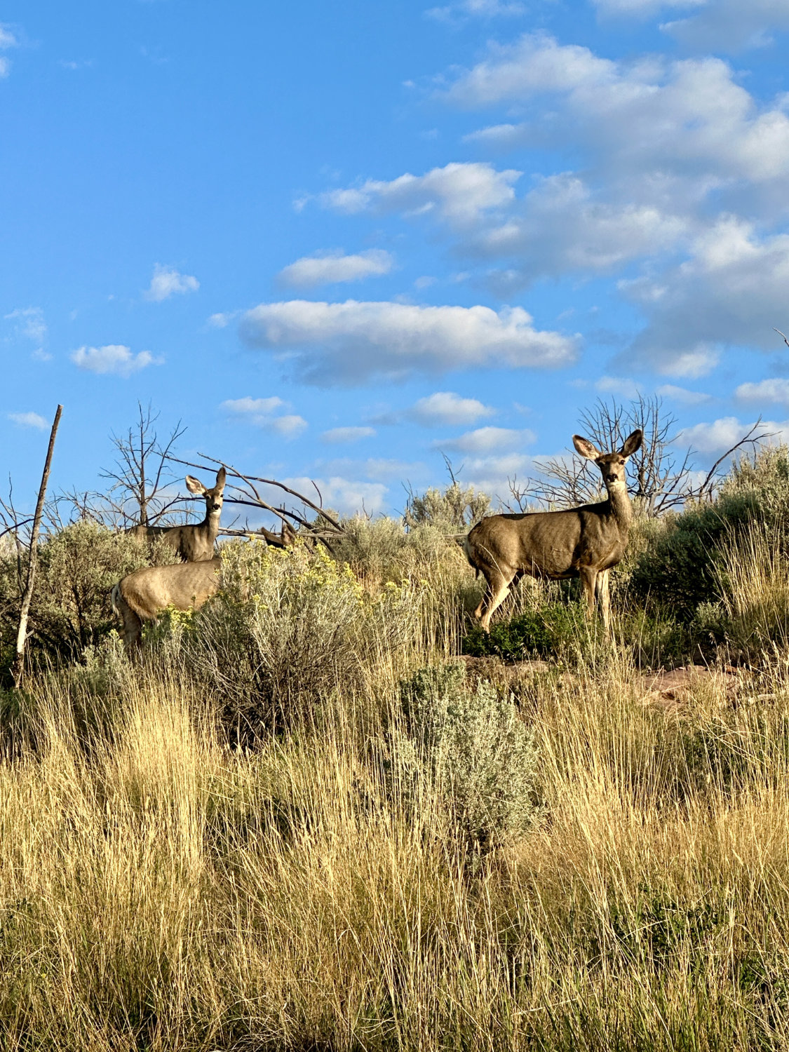 Curious mule deer standing alert in a grassy area, with their ears perked up and eyes focused on the camera