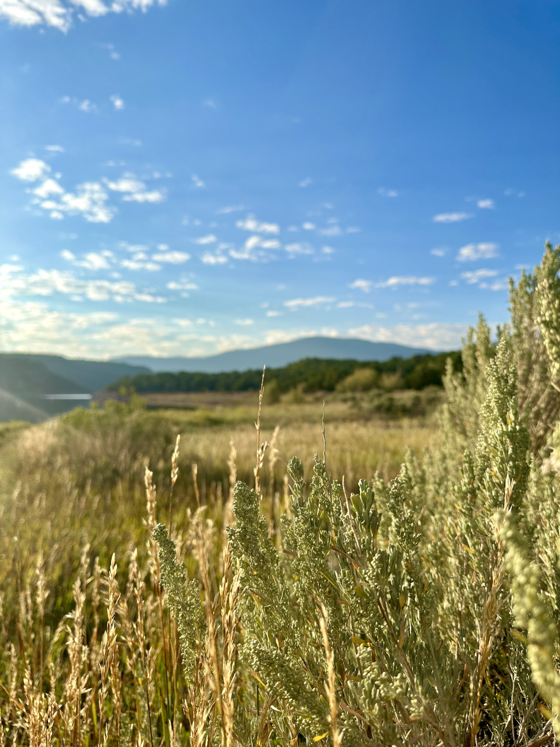 Scenic view of Mustang Ridge Campground at Flaming Gorge with lush grass in the foreground and the reservoir in the background