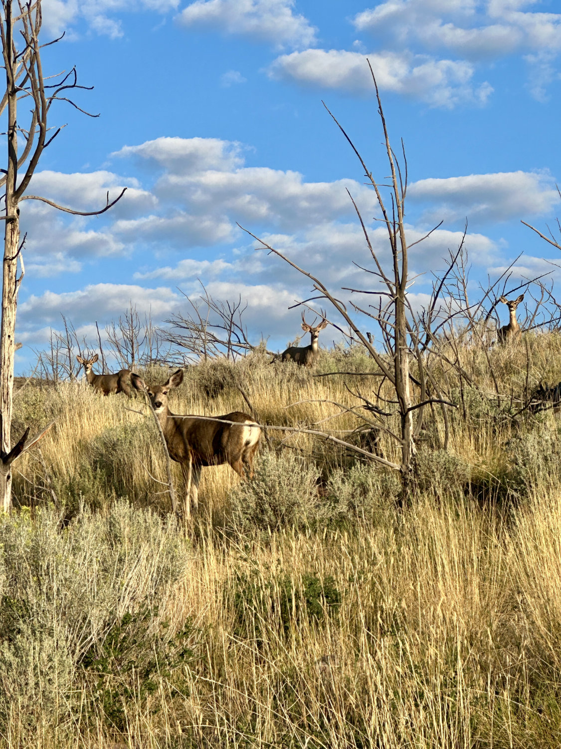 Curious mule deer standing alert in a grassy area, with their ears perked up and eyes focused on the camera