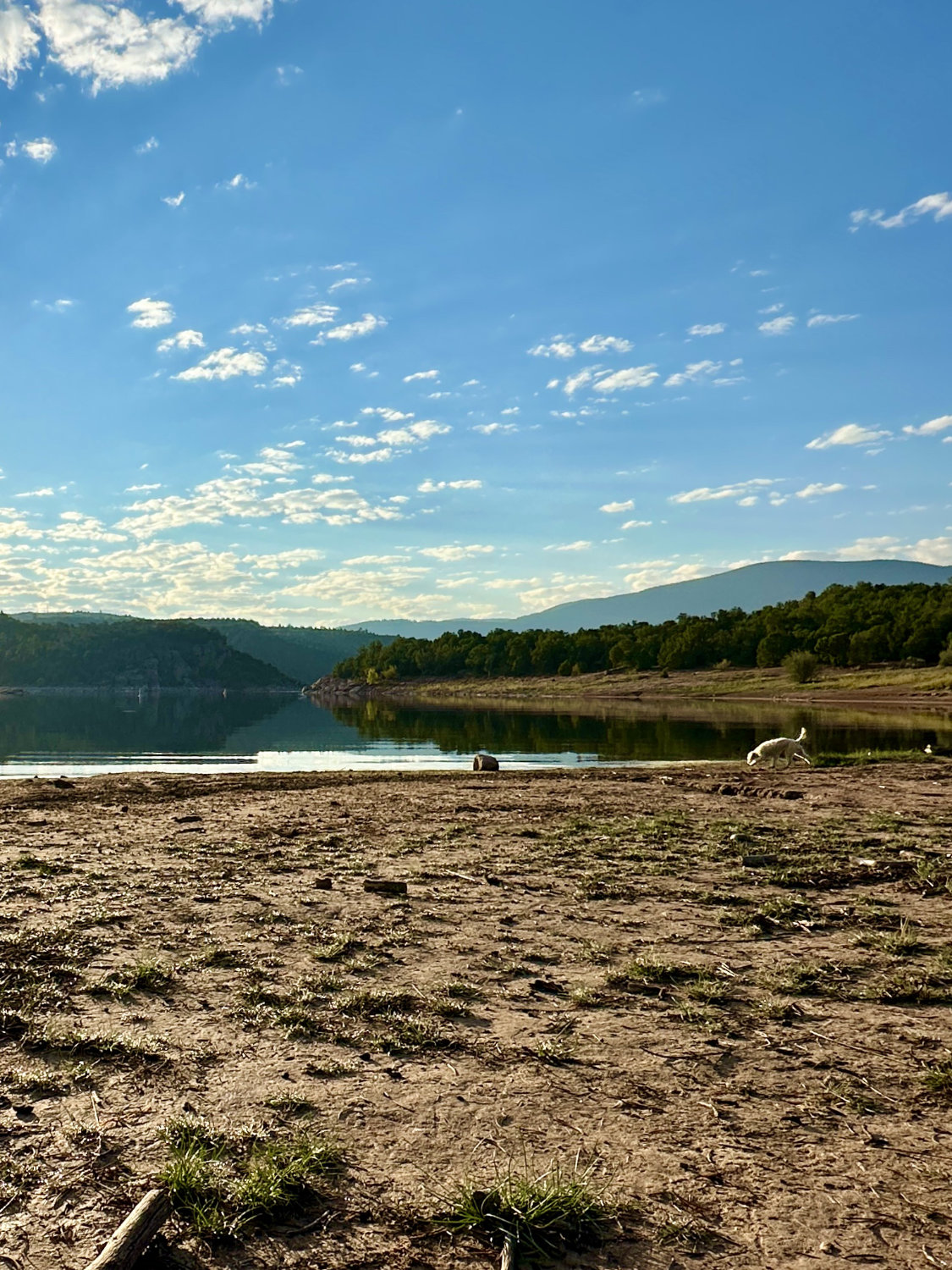 Luna enjoying the beach at Mustang Ridge Campground, with the calm waters of Flaming Gorge Reservoir in the background