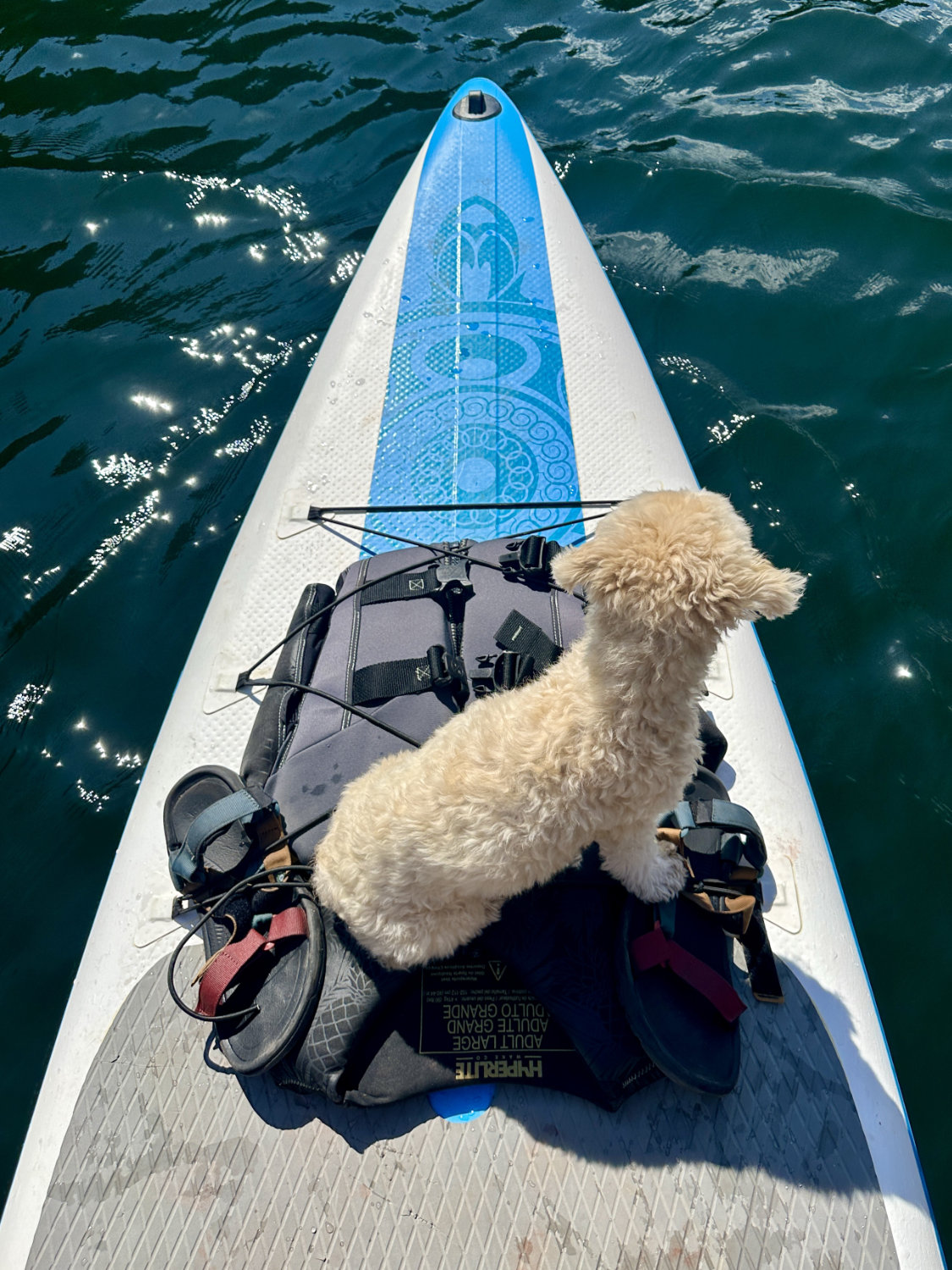 Luna the dog standing on a paddle board in the crystal-clear waters of Flaming Gorge Reservoir