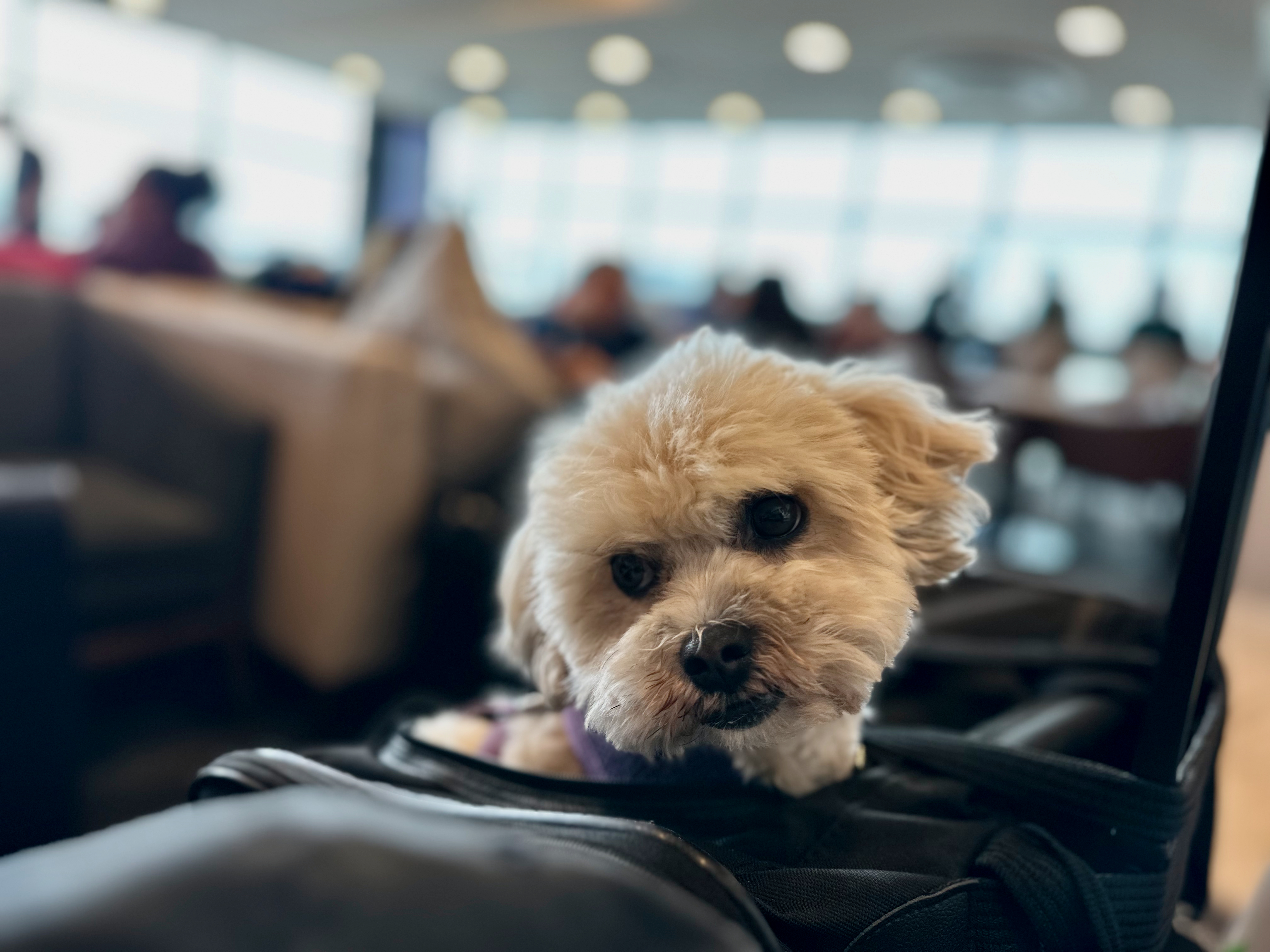 Pet Friendly Travel