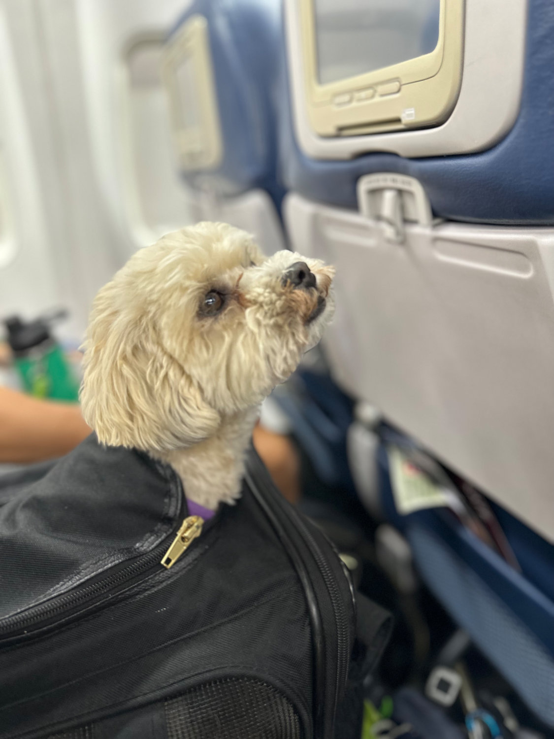 Luna popping her head out of her airline-approved pet carrier, ready for a flight