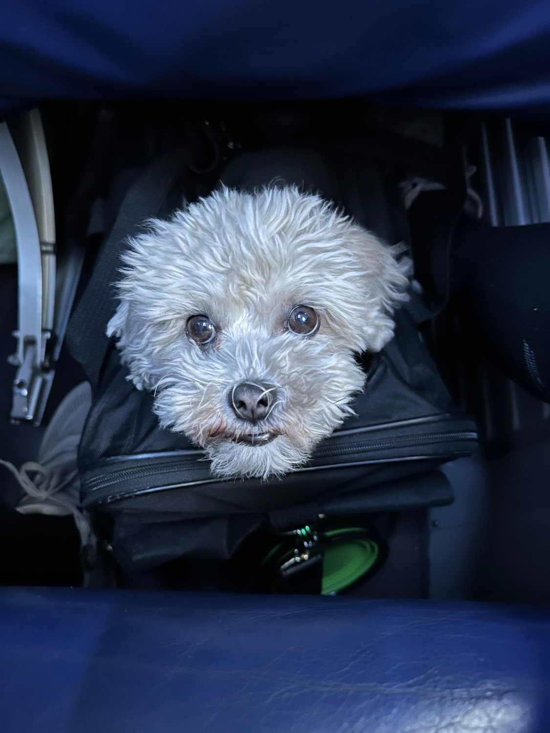 Luna's carrier being tucked safely under the airplane seat, demonstrating proper in-cabin pet travel