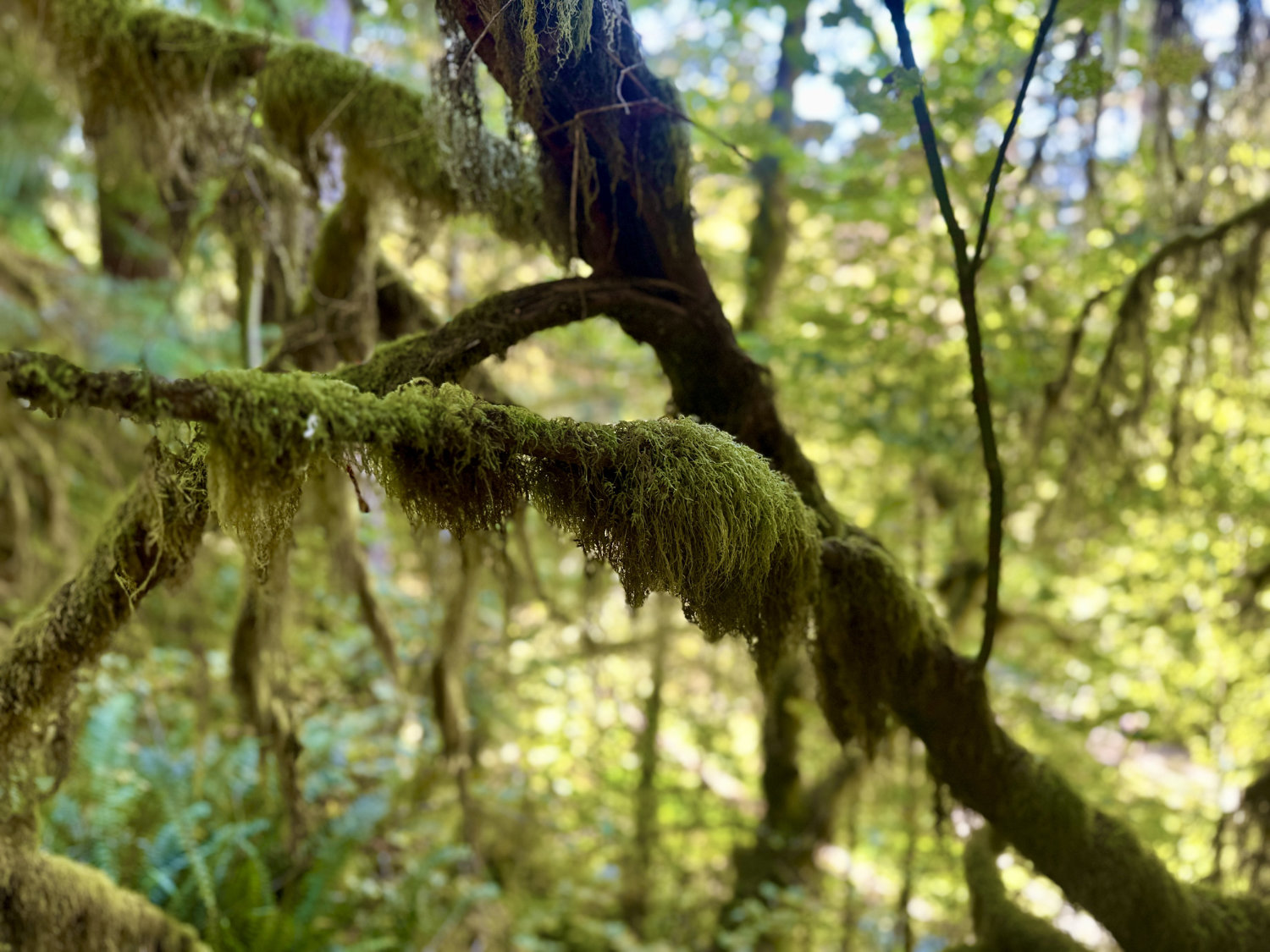 Moss growing all over the trees in the Hoh Rainforest in Olympic National Park