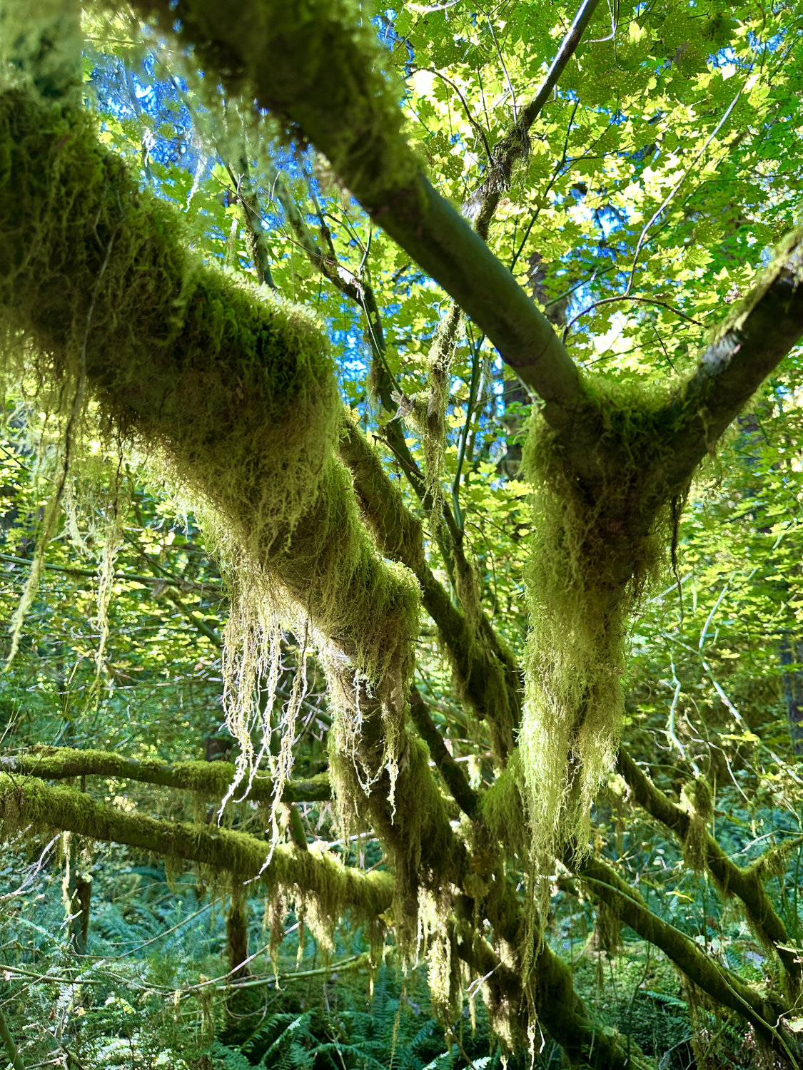 Moss growing all over the trees in the Hoh Rainforest in Olympic National Park