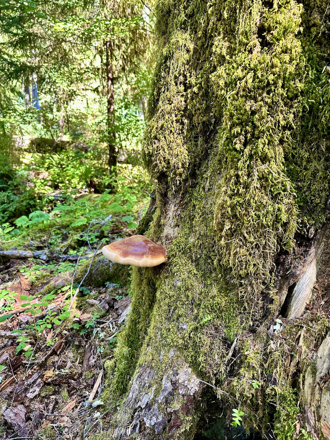 Western Hemlock and Sitka Spruce trees in the Hoh Rainforest at Olympic National Park