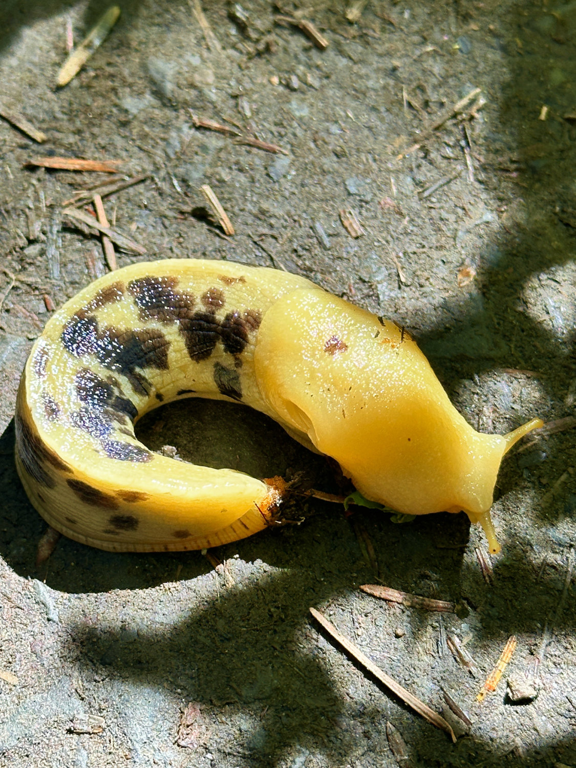 Banana slug in the Hoh Rainforest at Olympic National Park