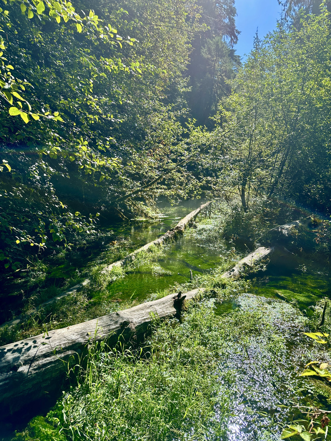 A beautiful scenic picture of a stream surrounded by lush green trees and vegetation at the Hoh Rainforest.