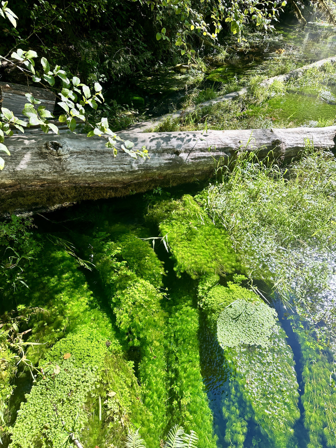 One of the streams with crystal clear water and beautiful green water plants in the Hoh Rainforest.