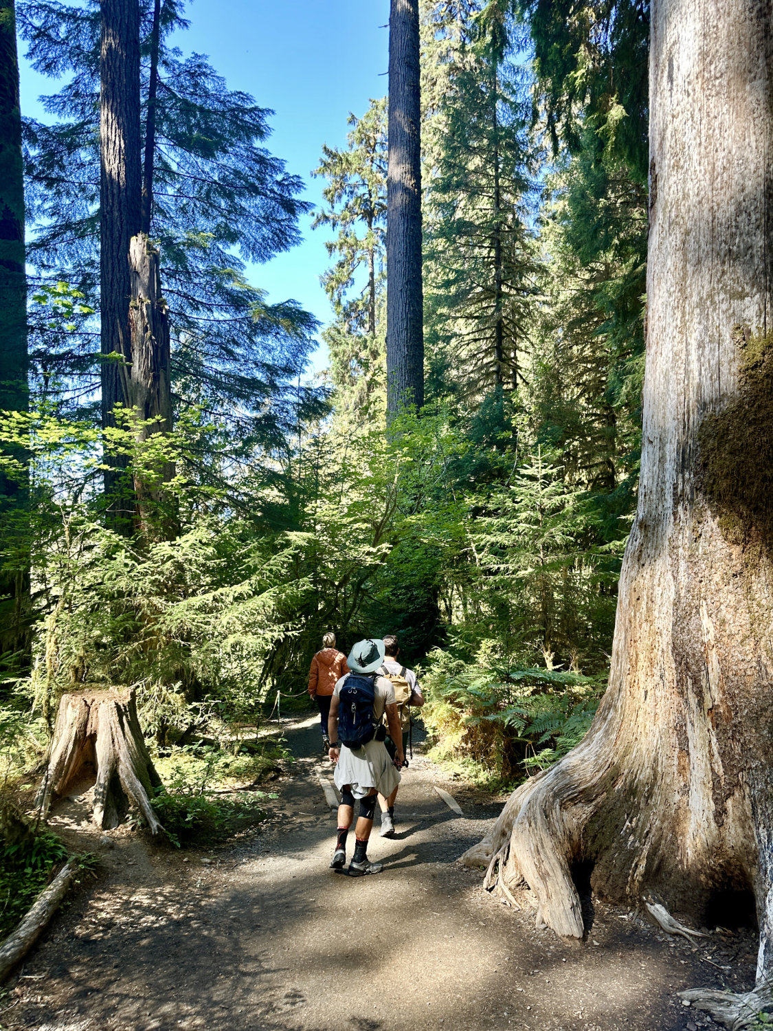 Western Hemlock and Sitka Spruce trees in the Hoh Rainforest at Olympic National Park