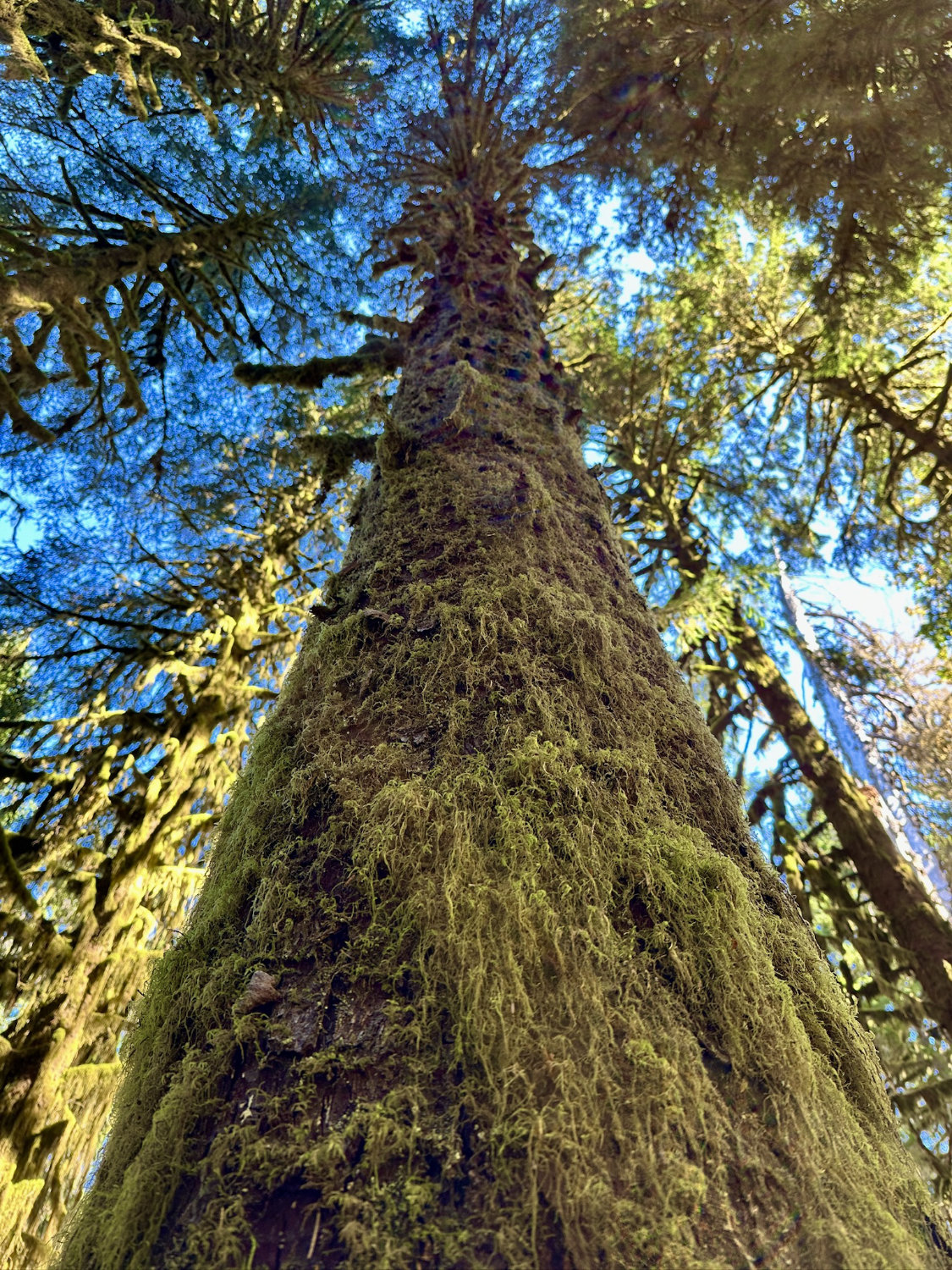 Moss growing on Sitka Spruce trees in the Hoh Rainforest at Olympic National Park