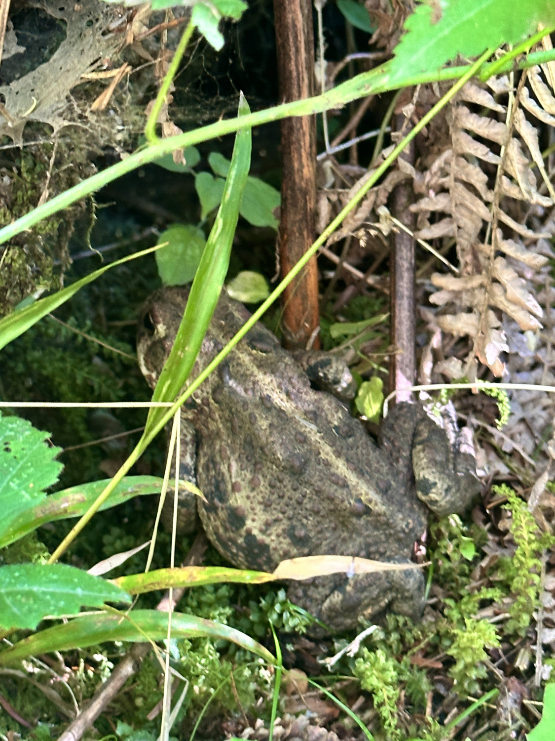 Western toad in the Hoh Rainforest at Olympic National Park