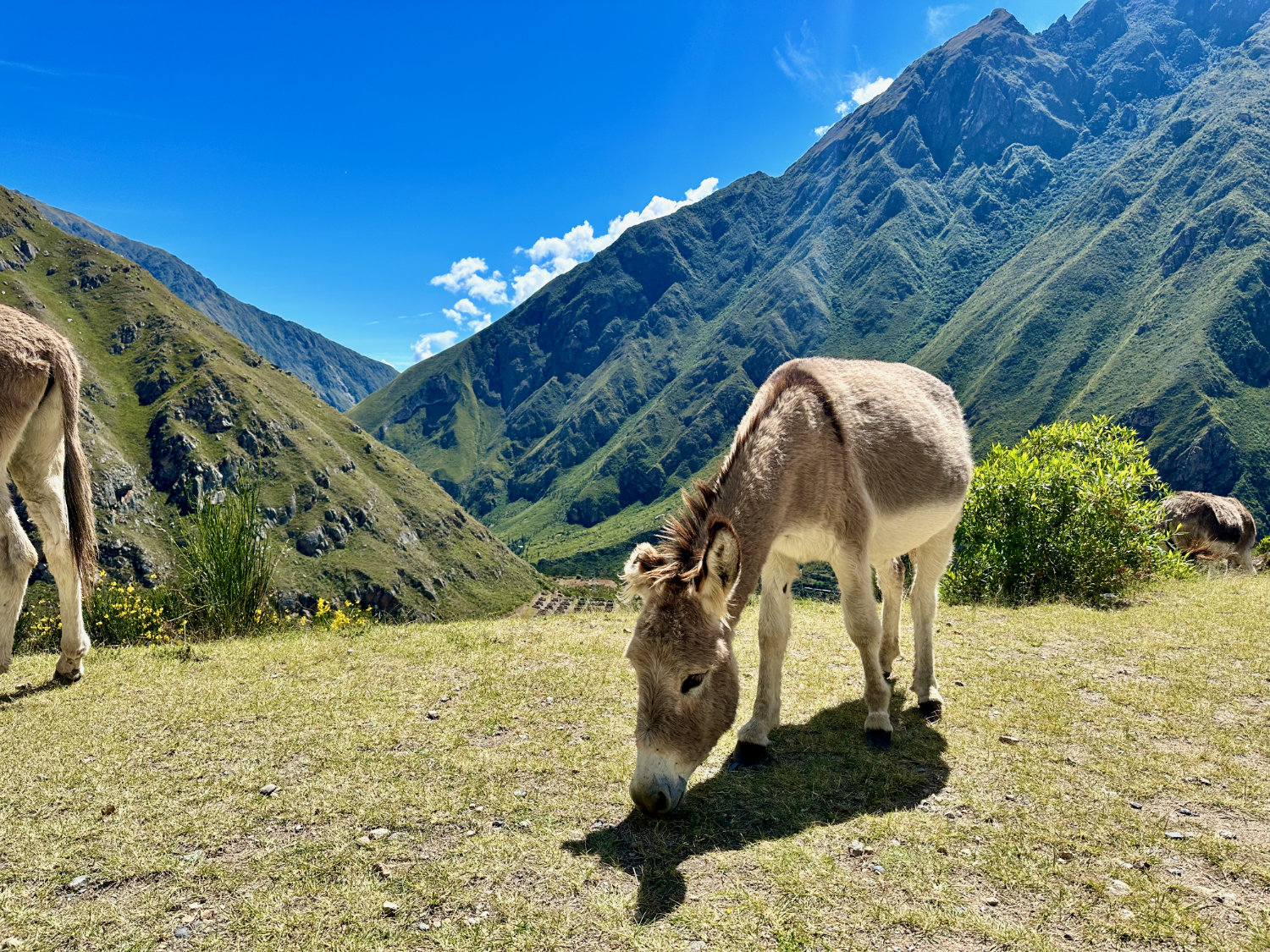 A donkey on the inca trail day 1