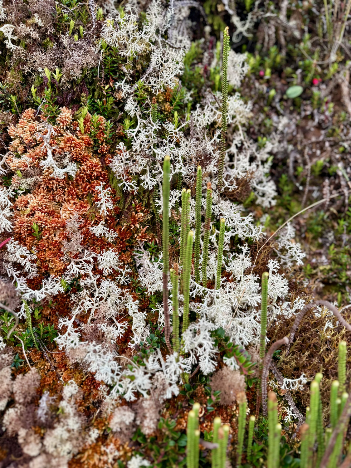 Some fo the beautiful plants we encountered on the Inca Trail. They look like coral.