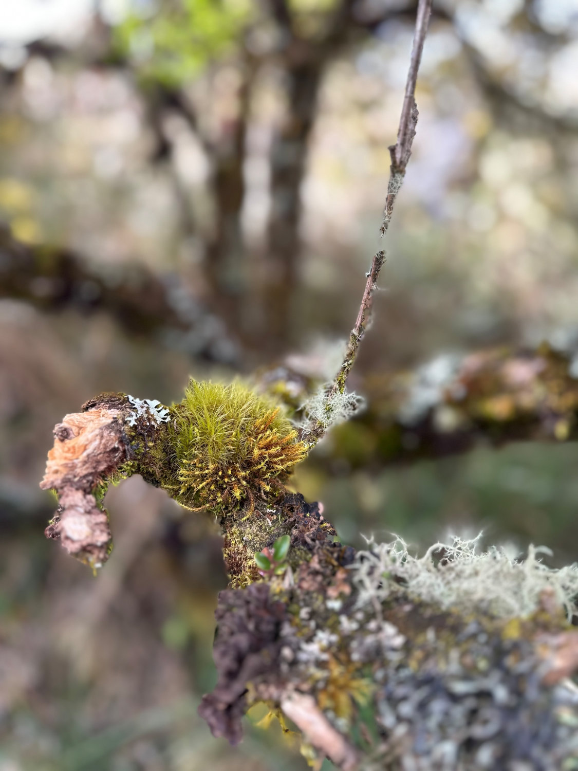 Moss on the trail