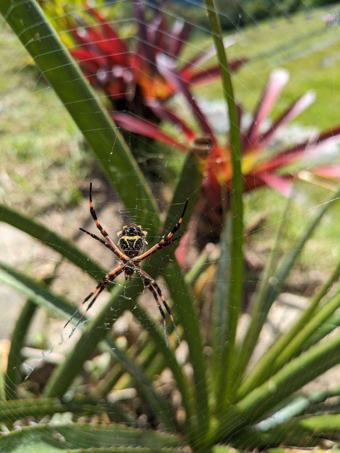 Orb spider on the Inca Trail.