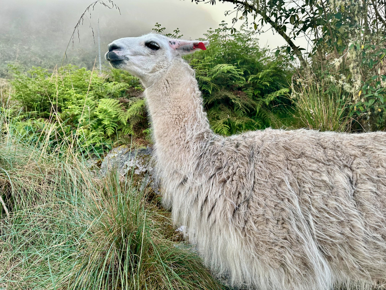 Llama at the Chaquiccocha on the Inca Trail