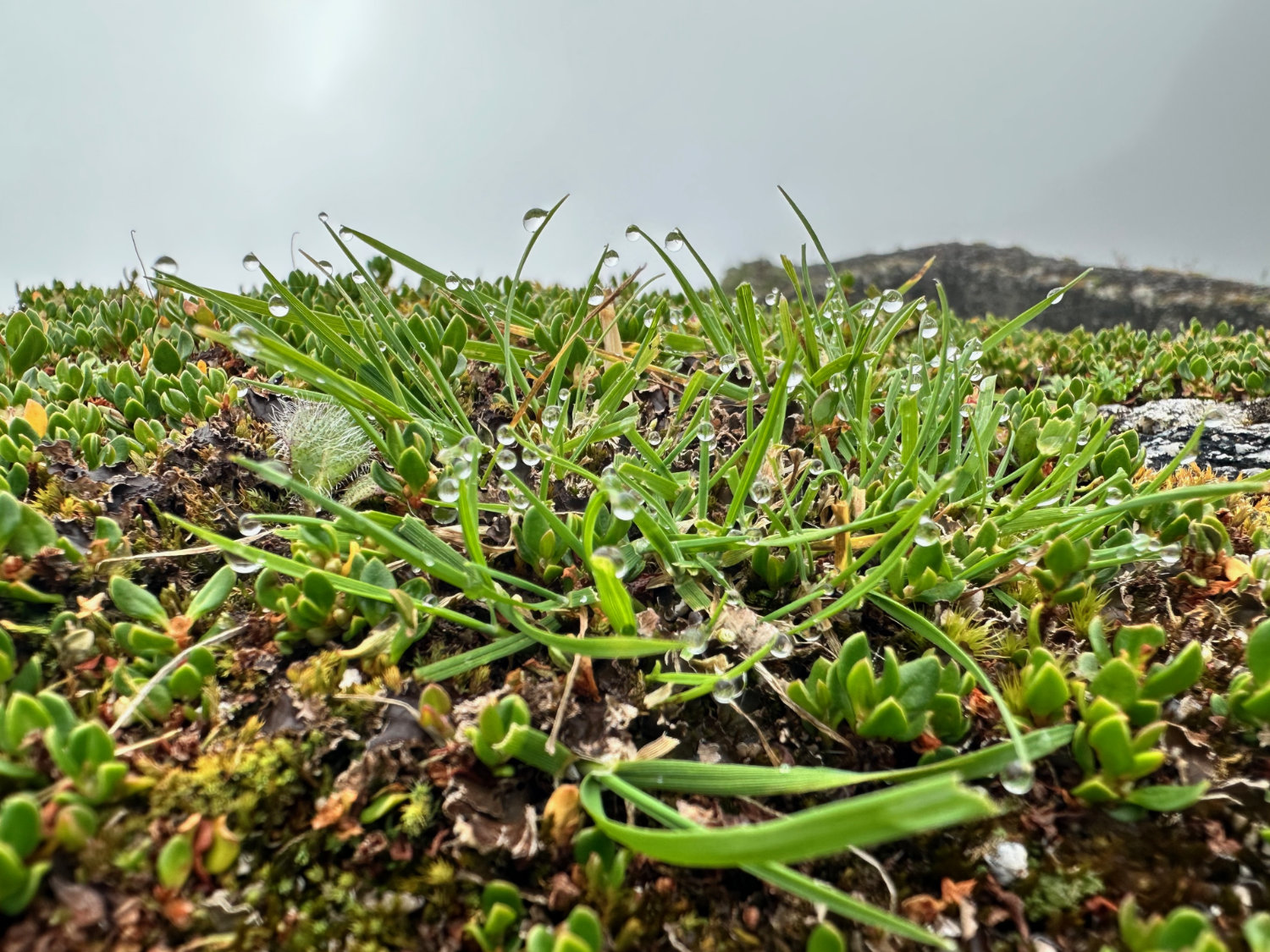 Picture of the water drops on the grass at Puyupatamarca (Phuyupatamarca)