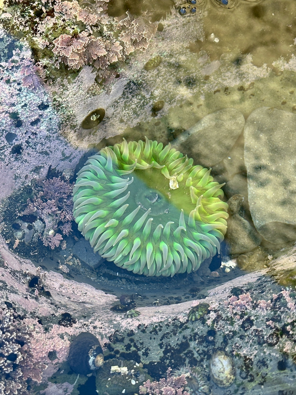 Bright green Sea Anemone at Rialto Beach.