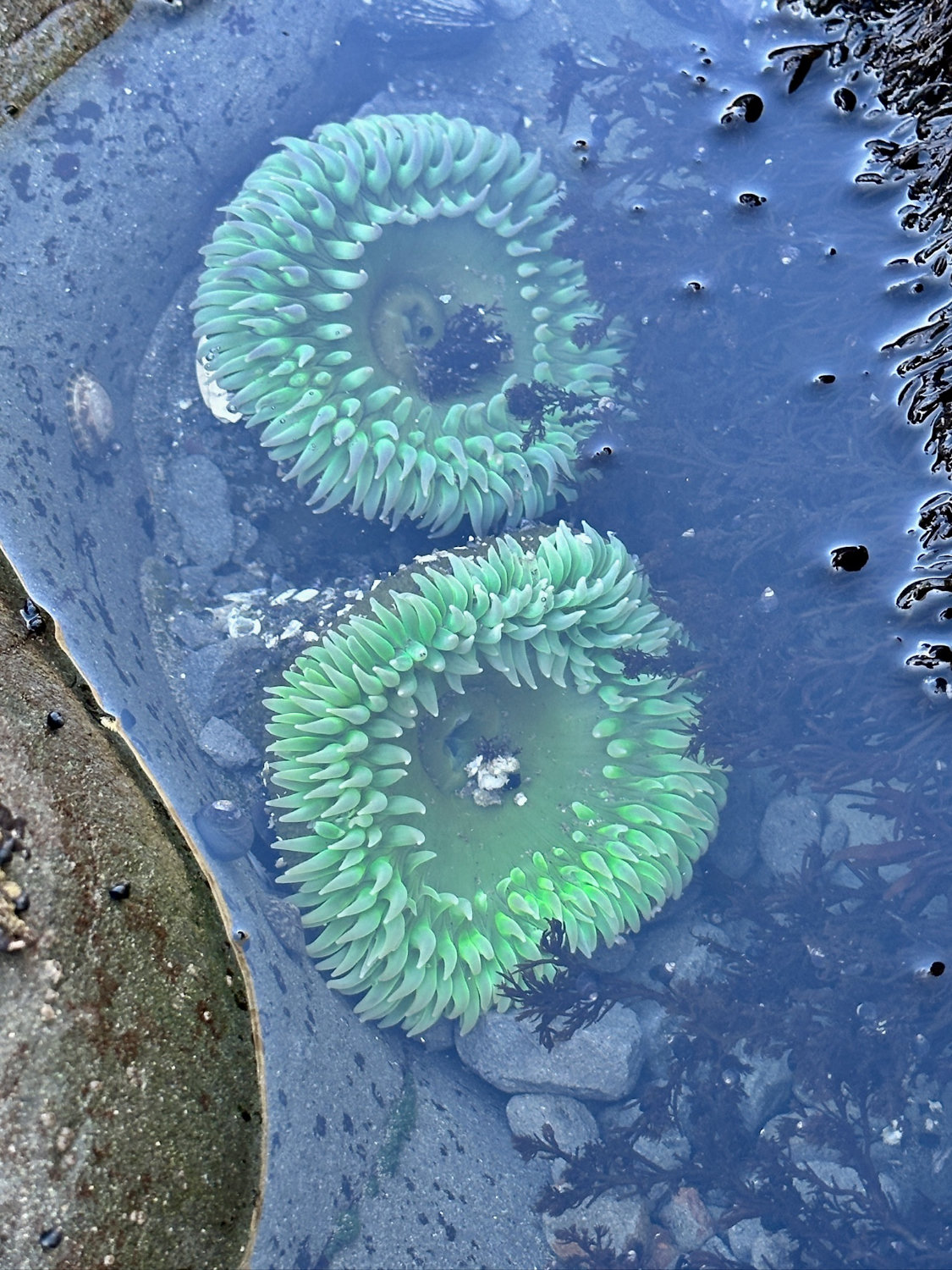 Bright green Sea Anemone at Rialto Beach. This picture has 2 right next to each other in a small tidepool