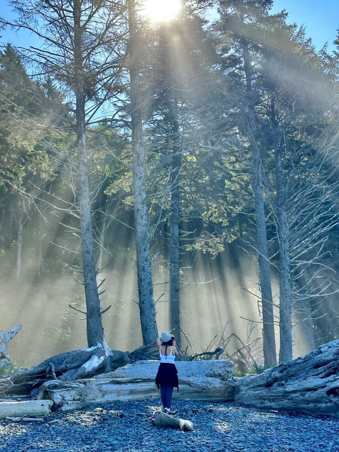 Beautiful picture of sunlight shining through the trees at Rialto Beach in Olympic National Park.