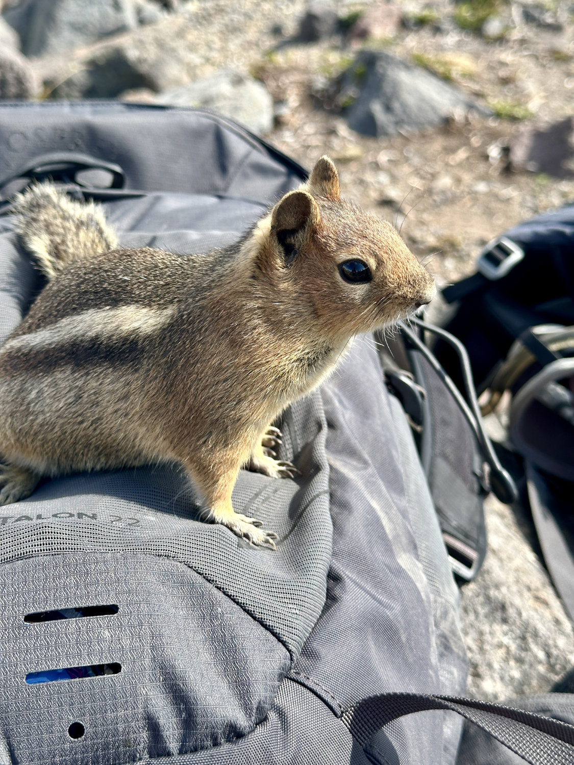 Chipmunk found it's way onto my backpack while I was eating lunch on the Skyline Trail