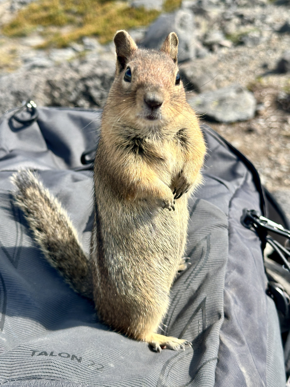 Chipmunk standing on my backpack while I was eating lunch on the Skyline Trail