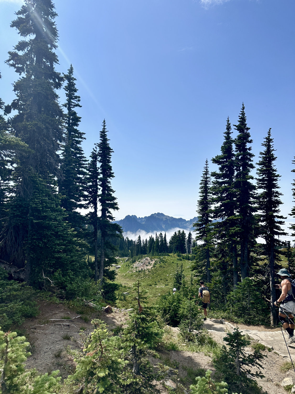 Hiking through the trees on the Skyline Trail