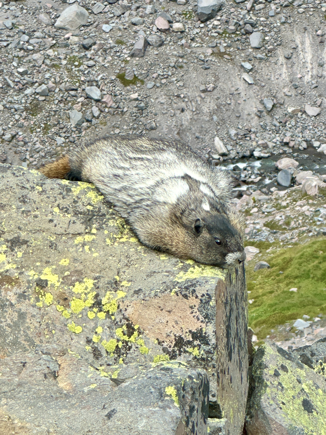 Marmot laying on the ground on the Skyline Trail