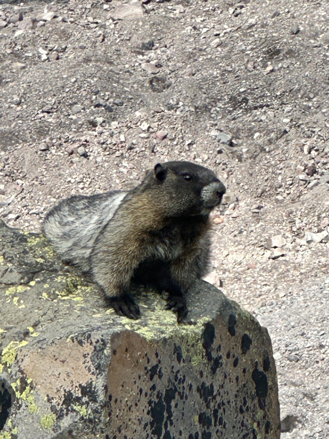 Marmot perched on a rock on the Skyline Trail