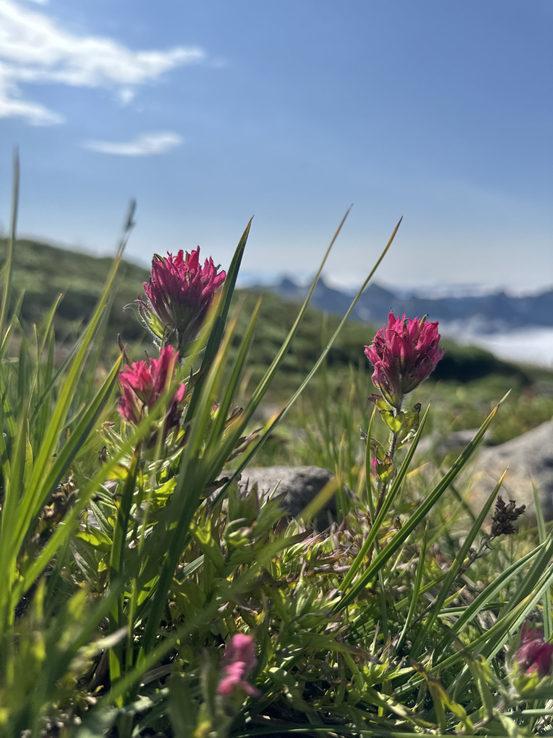 Wildflowers on the Skyline Trail