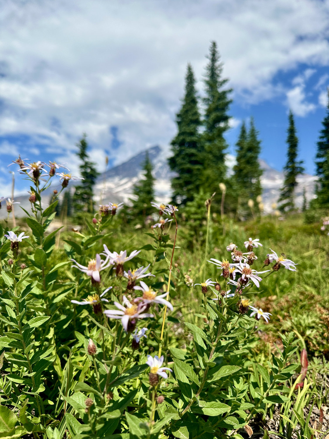 Wildflowers on the Skyline Trail