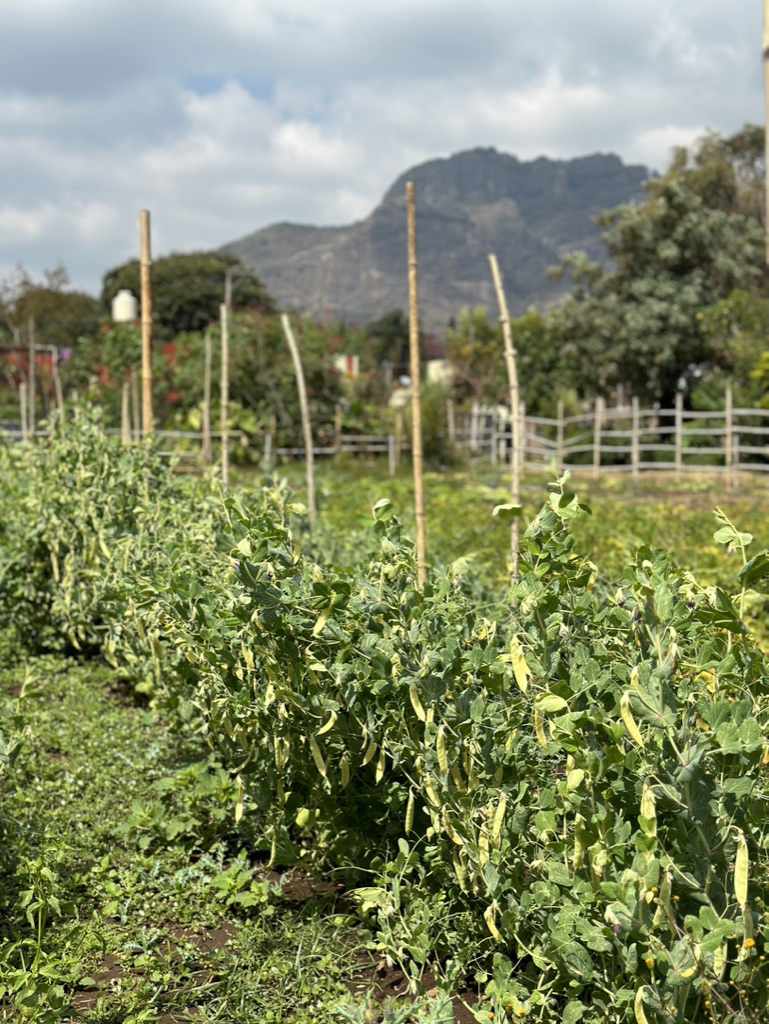 Fresh beans at Parcela farm