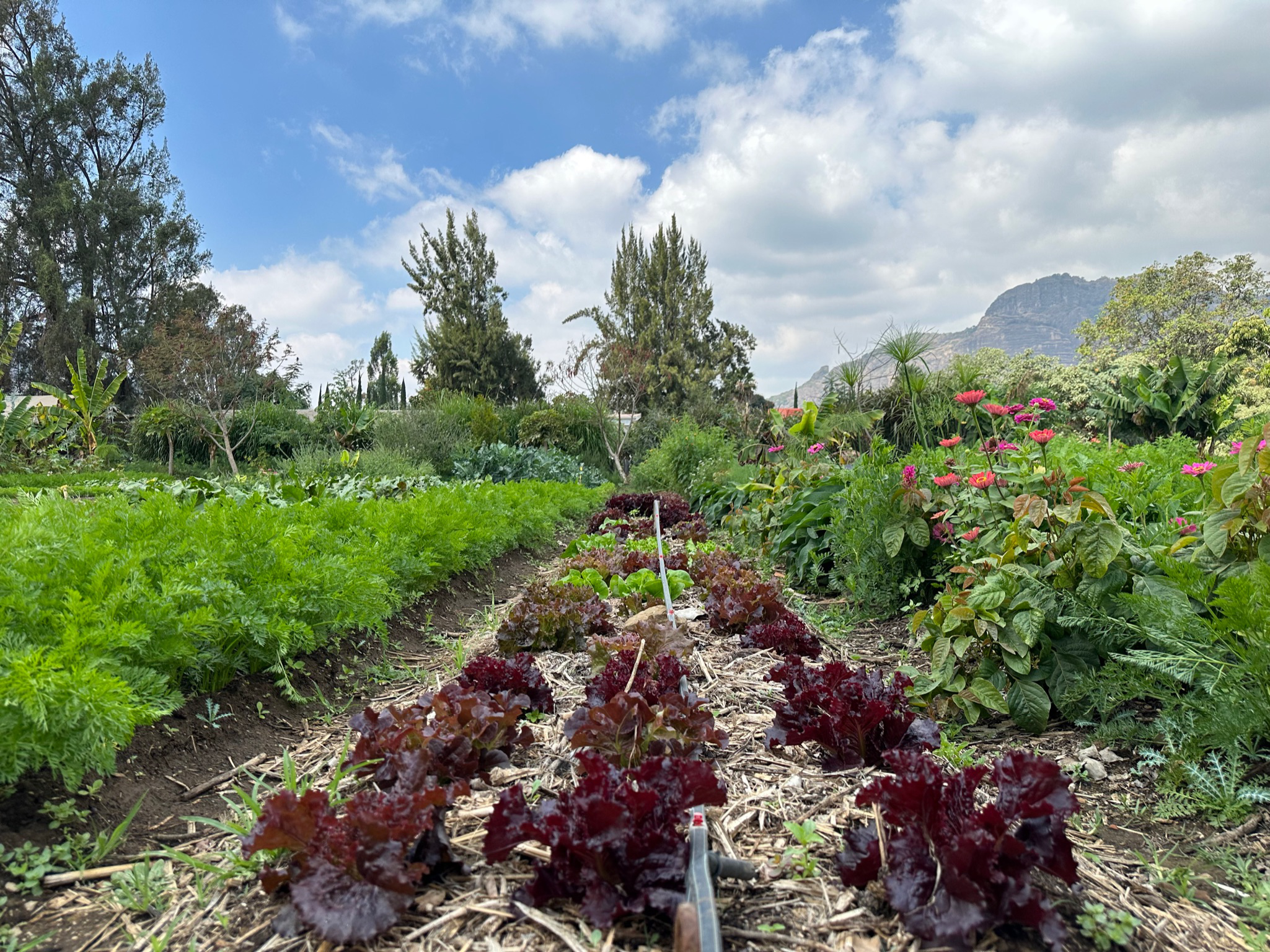 Fresh lettuce at Parcela farm