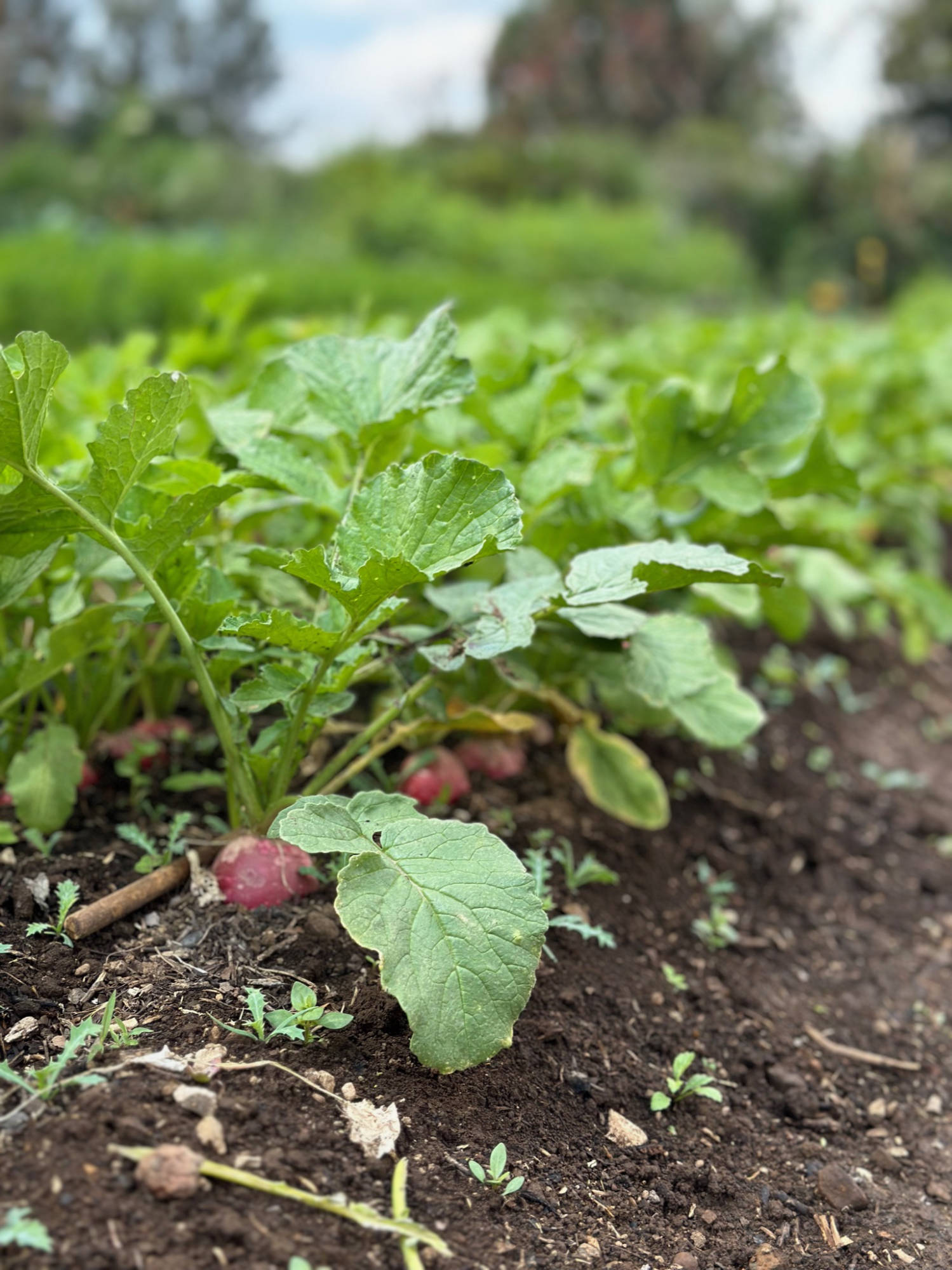 Fresh radishes at Parcela farm