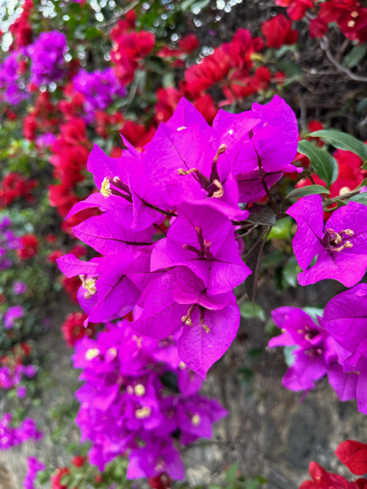 Local flora in Tepoztlán