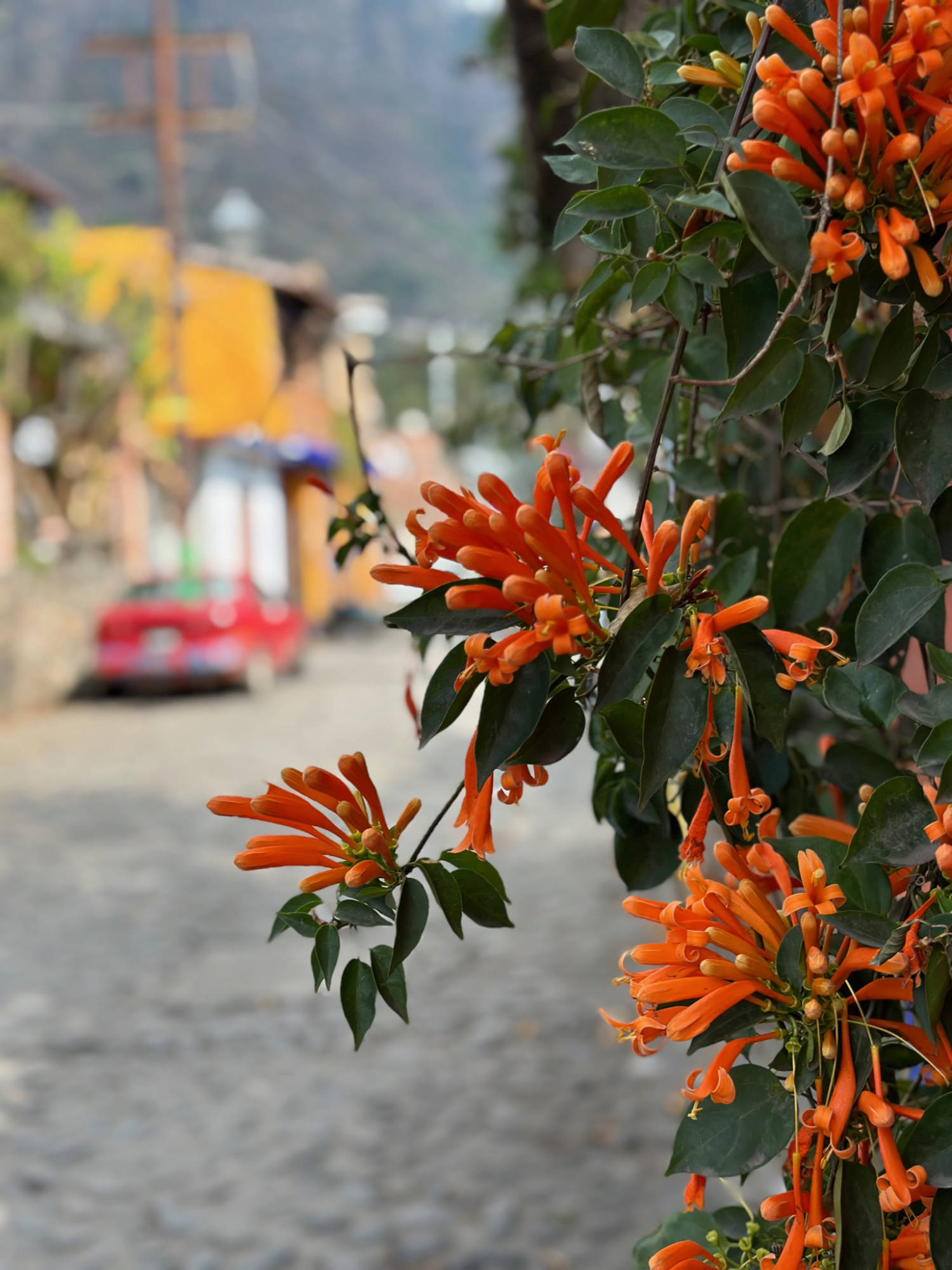 Local flora in Tepoztlán