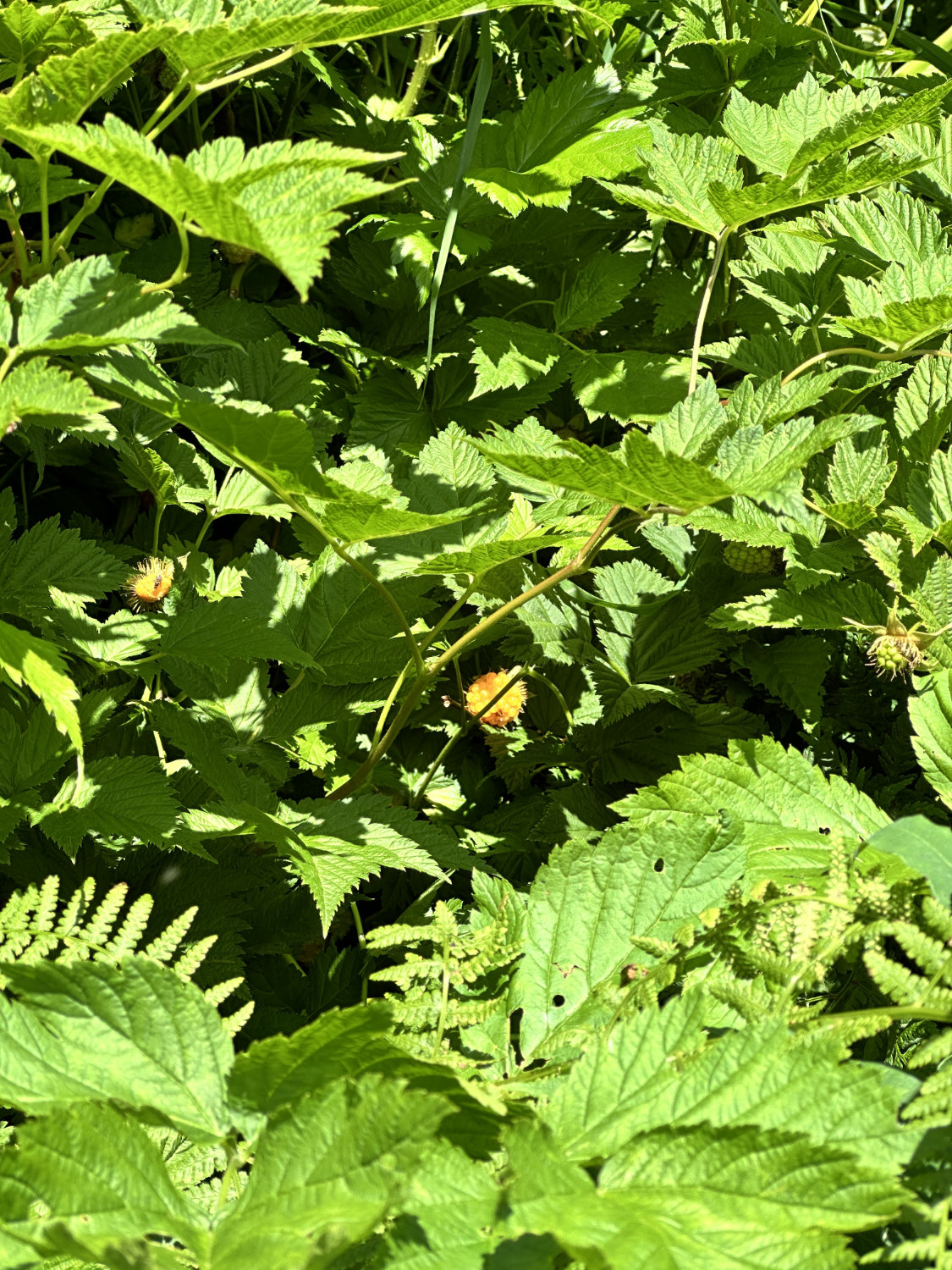 Mountain berries growing in the wild on the Crows Pass Trail in the Chugach Mountains