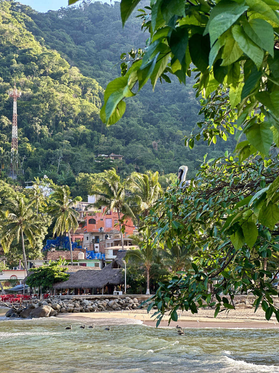 Pelican in tree at Boca fishing town