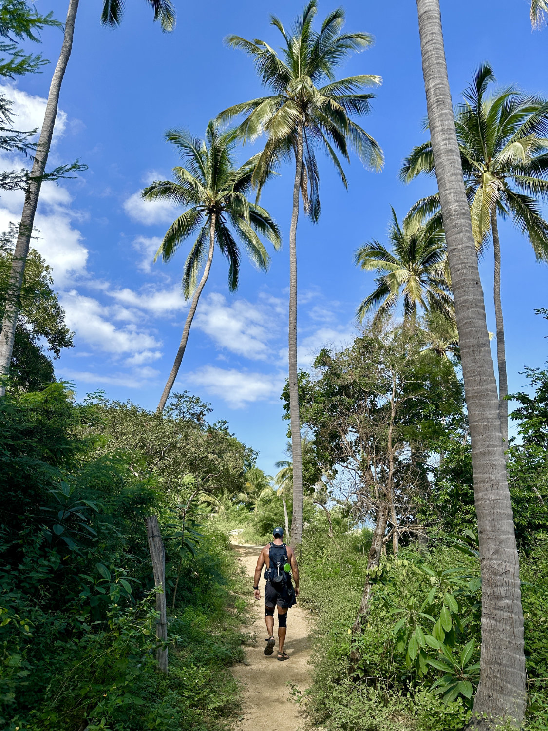 Walking through palm trees on the trail