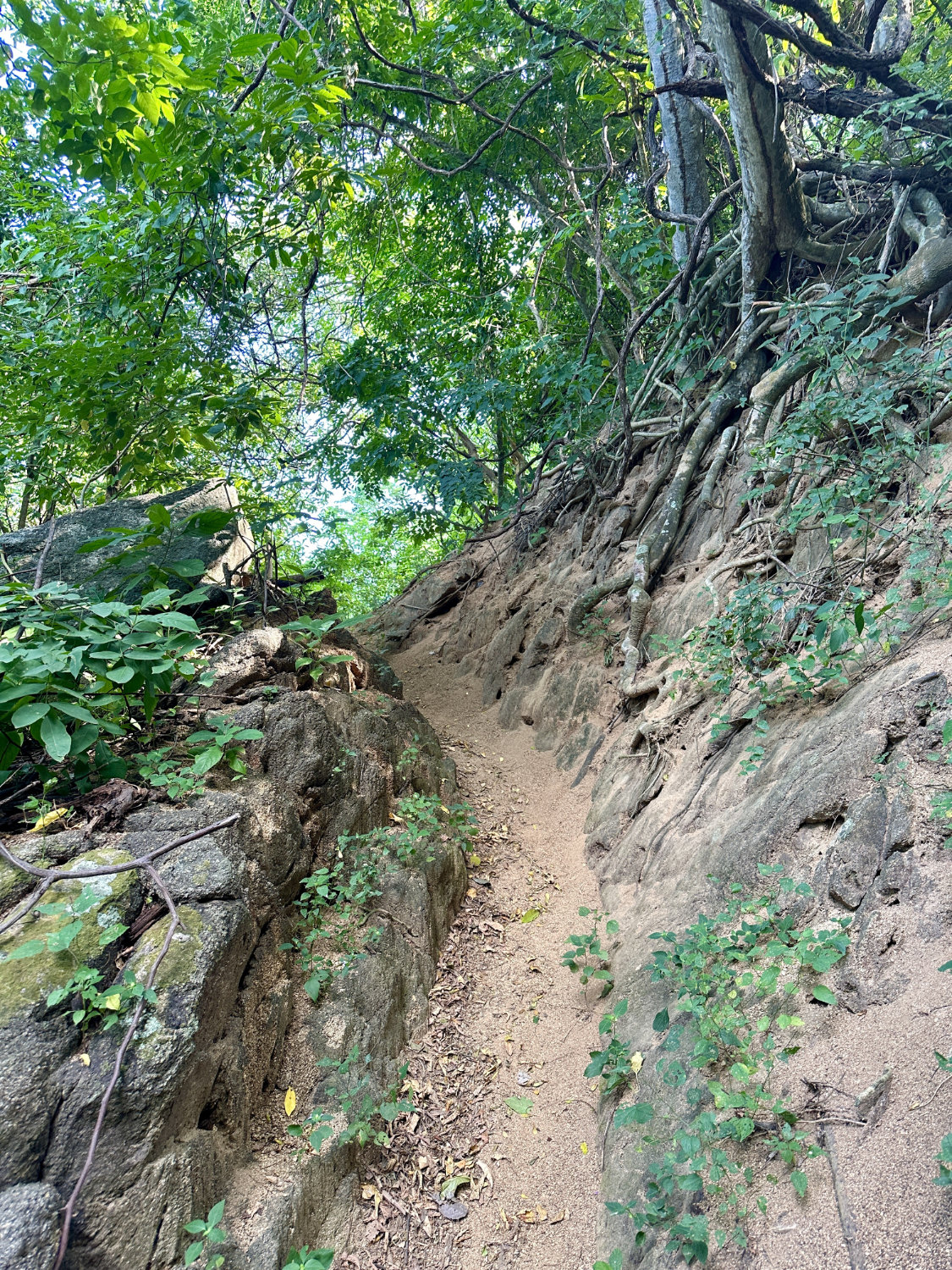 Dirt trail in jungle