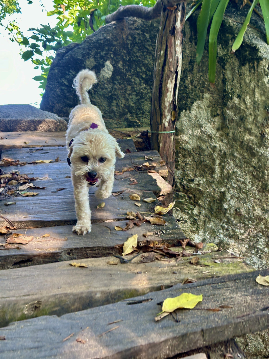 Luna crossing wooden bridge