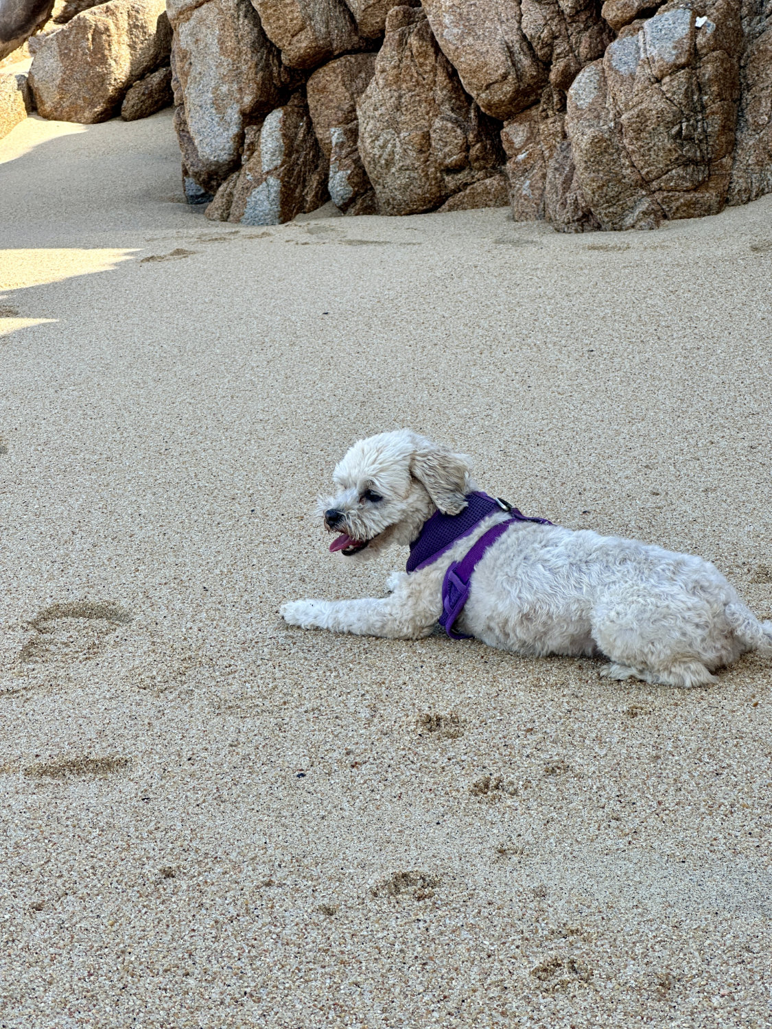 Luna resting on Quimixto beach